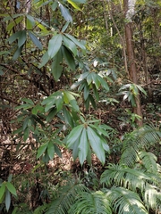 Rhododendron championiae