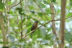 Cacomantis castaneiventris