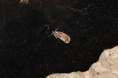 Pilipectus prunifera