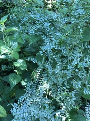 Vicia sylvatica