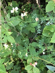 Vicia sylvatica