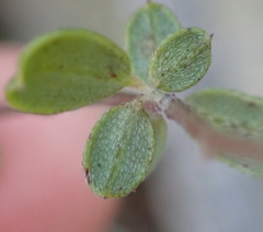 Indigofera sarmentosa