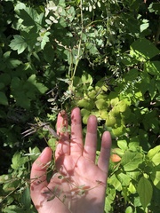 Vicia sylvatica