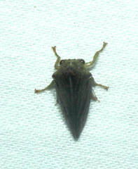 Hoplophorionini