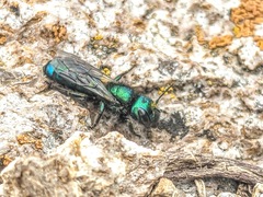 Hoplitis fulgida