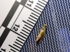 Eumarozia malachitana