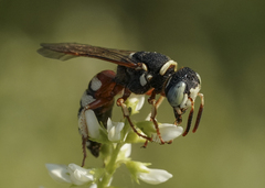 Philanthus ventilabris