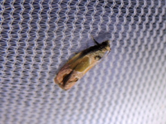 Eumarozia malachitana