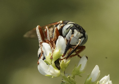 Philanthus ventilabris