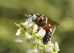 Philanthus ventilabris
