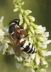 Philanthus ventilabris