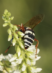 Philanthus ventilabris
