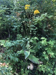 Crepis sibirica