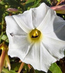 Distimake macrocalyx