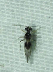 Ptiloneuridae