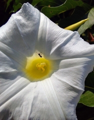 Distimake macrocalyx