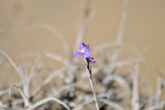 Tillandsia paleacea