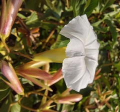 Distimake macrocalyx