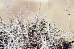 Tillandsia paleacea