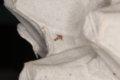Stathmopoda stimulata