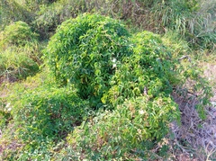 Distimake macrocalyx