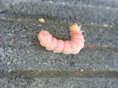 Litoprosopus coachella