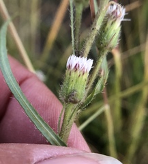 Erigeron lonchophyllus