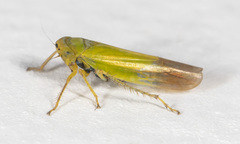 Cicadula ornata