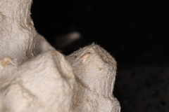 Scythropiodes