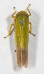 Cicadula ornata