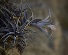 Tillandsia nana