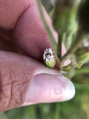 Erigeron lonchophyllus