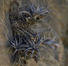 Tillandsia nana