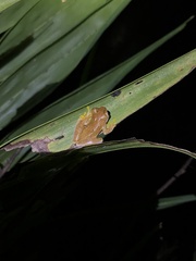 Dendropsophus phlebodes