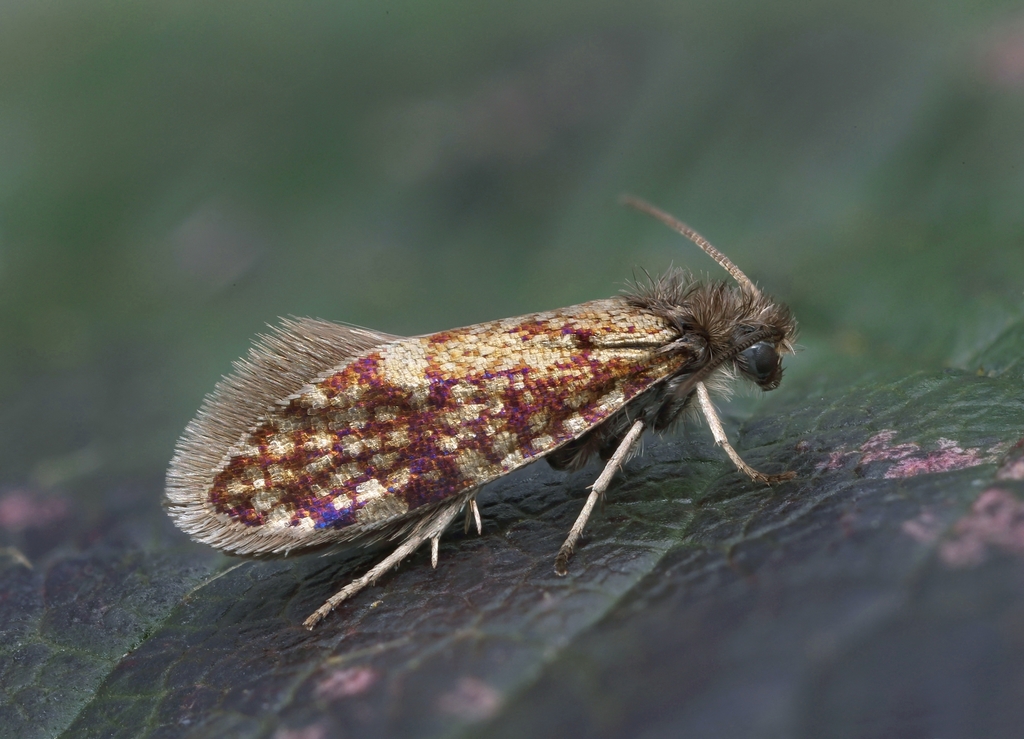 Mottled Purple