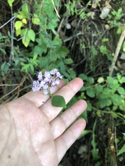Origanum vulgare