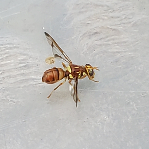 Melon Fly photo 3