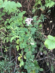 Origanum vulgare