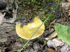 Pluteus cervinus cervinus