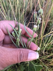 Erigeron lonchophyllus