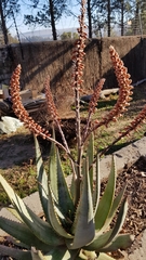 Aloe globuligemma