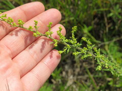 Solidago nemoralis decemflora