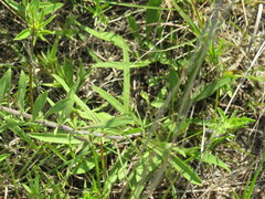 Solidago nemoralis decemflora
