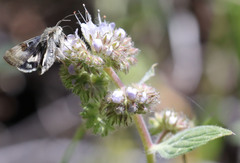Heliothis oregonica