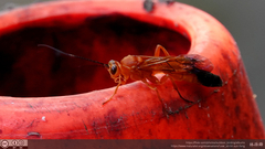 Facydes