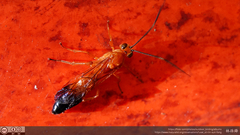 Facydes
