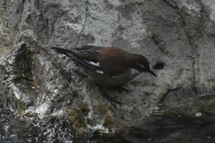 Cinclodes albiventris