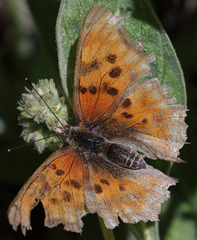 Polygonia satyrus