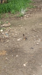 Acridotheres tristis