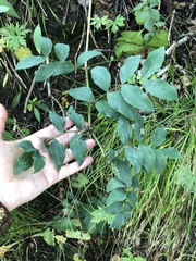 Lathyrus gmelinii